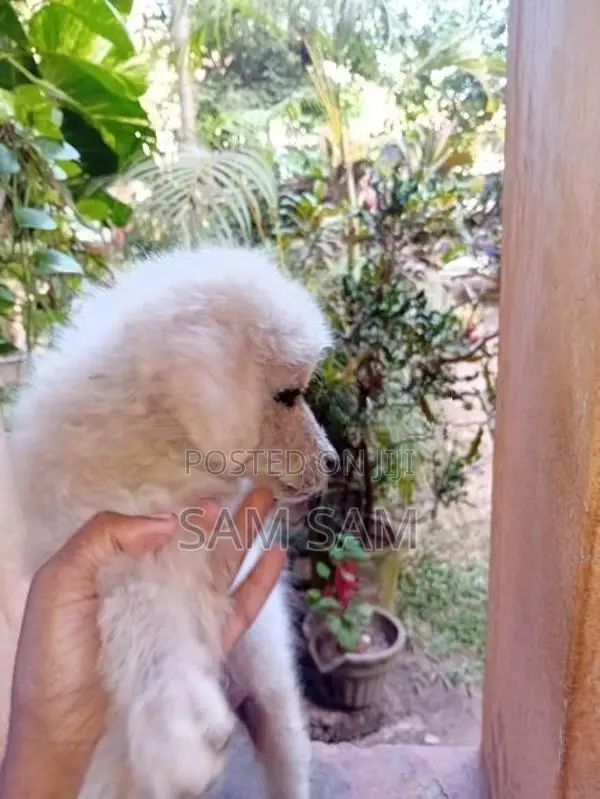 Pomeranian puppies