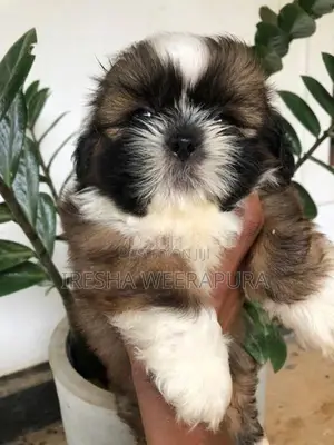 Shih Tzu Puppies