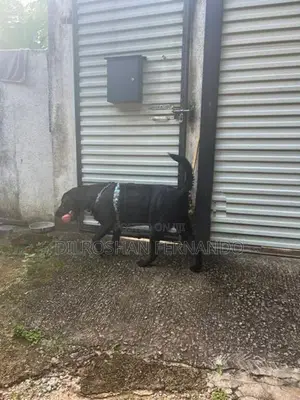 Labrador Dog