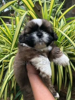 Shih Tzu Puppies