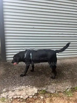 Labrador Dog