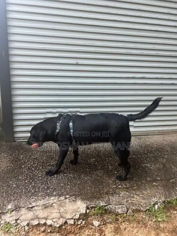 Labrador Dog