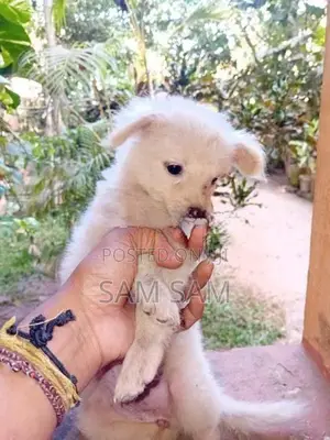 Pomeranian puppies