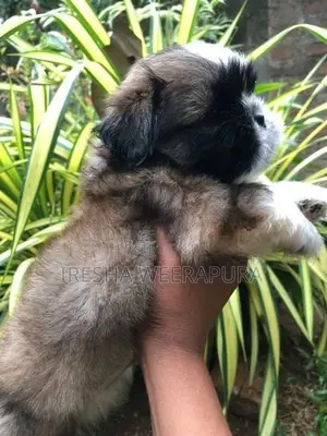 Shih Tzu Puppies
