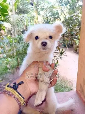 Pomeranian puppies