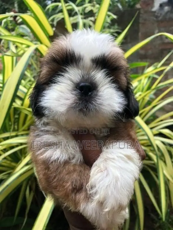 Shih Tzu Puppies