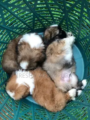 Shih Tzu Puppies