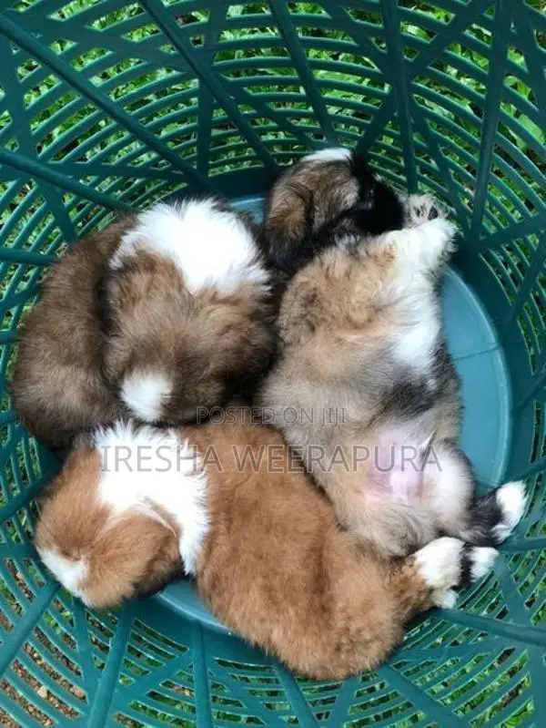 Shih Tzu Puppies