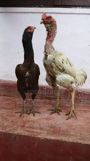 Rooster