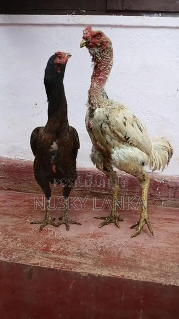 Rooster