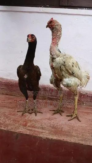 Rooster