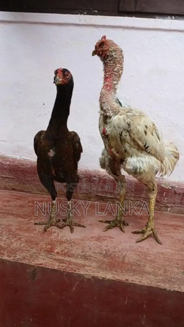 Rooster