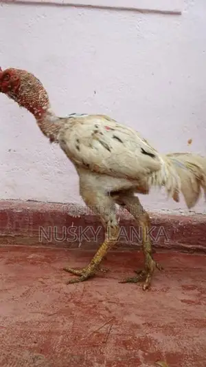 Rooster