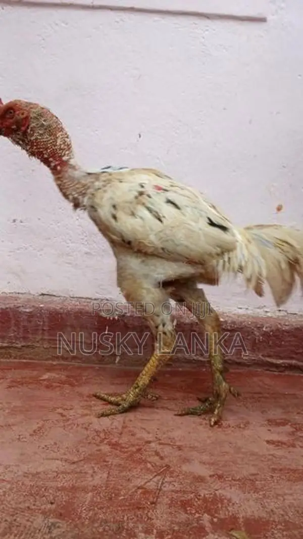 Rooster