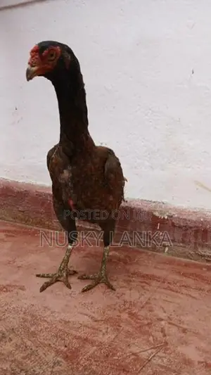 Rooster