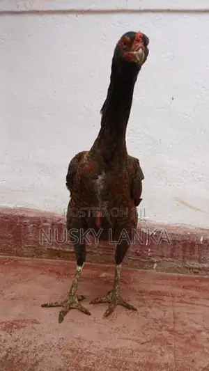 Rooster