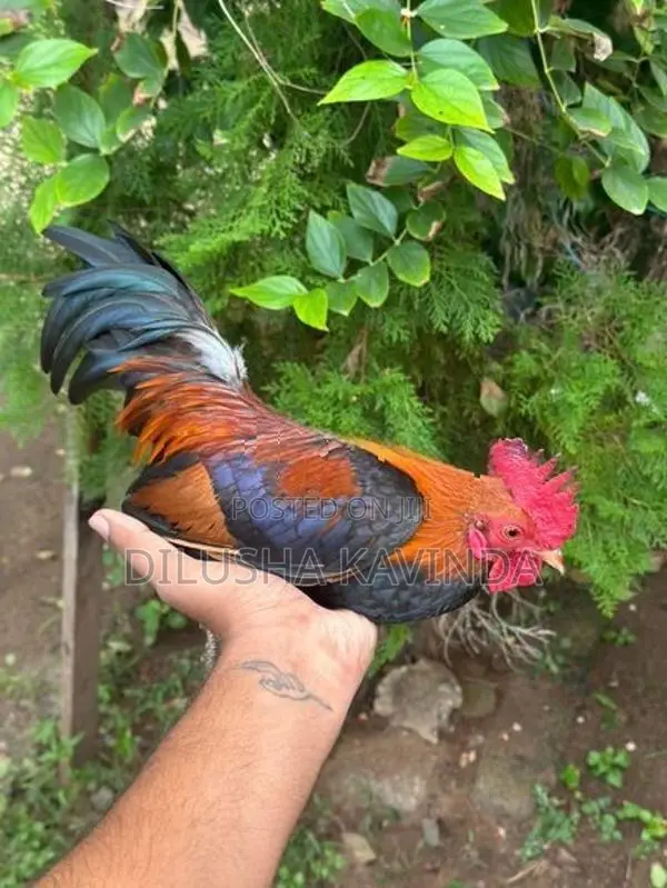Oeg bb red bantam chicken