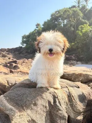Shih Tzu Puppies