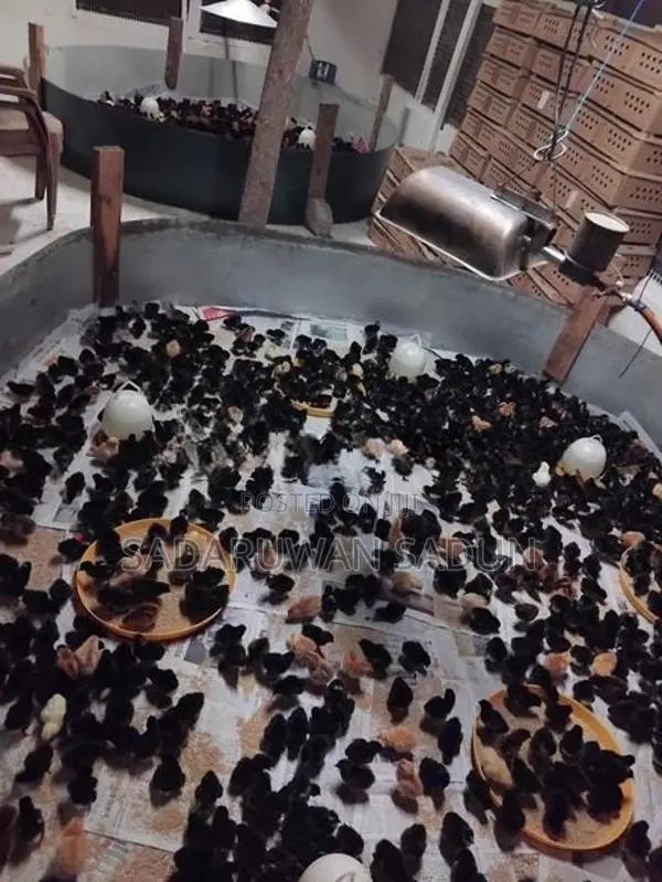 Karadhagolla Chicks