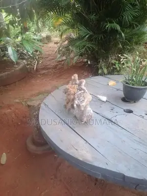 Brahma Chicks