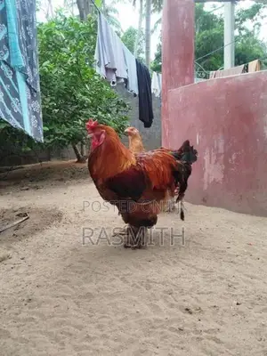 Brahma Chickens