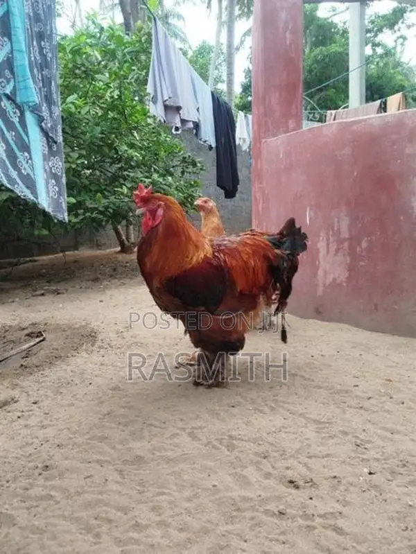 Brahma Chickens