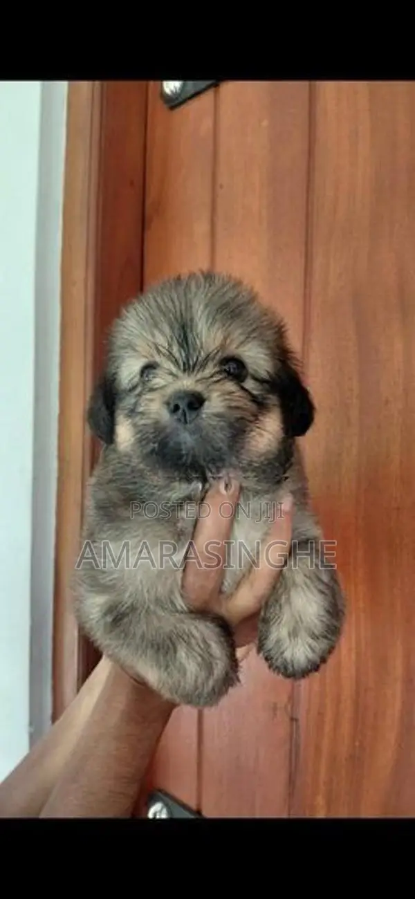 Tibetan Terrier Puppies