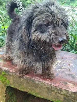 Shihtzu Dog