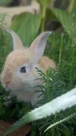 Angora Rabbits