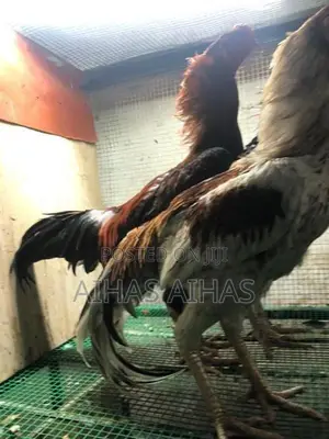 Aseel Rooster