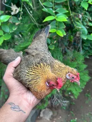 Oeg bb red bantam chicken