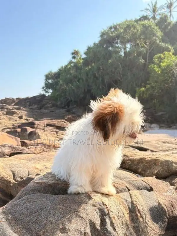 Shih Tzu Puppies