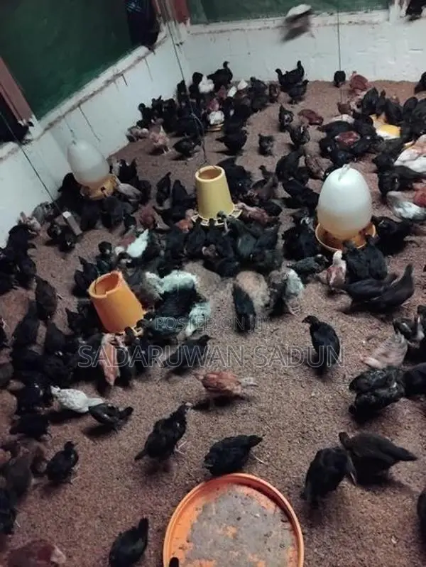 Karadhagolla Chicks