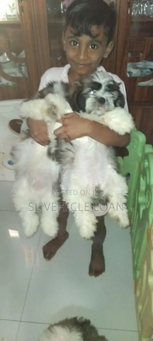 Shih Tzu Puppies