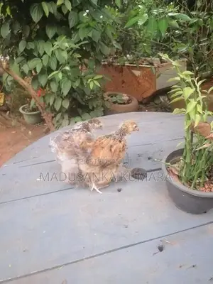 Brahma Chicks