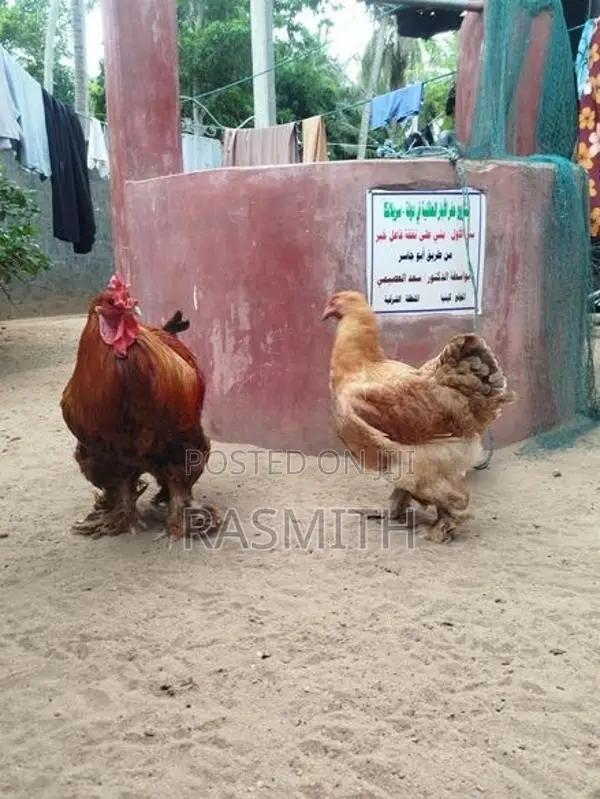 Brahma Chickens
