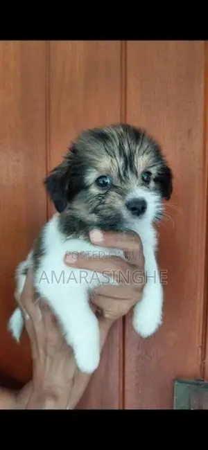 Tibetan Terrier Puppies