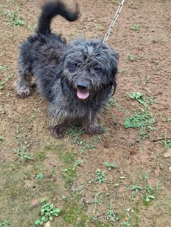 Shihtzu Dog