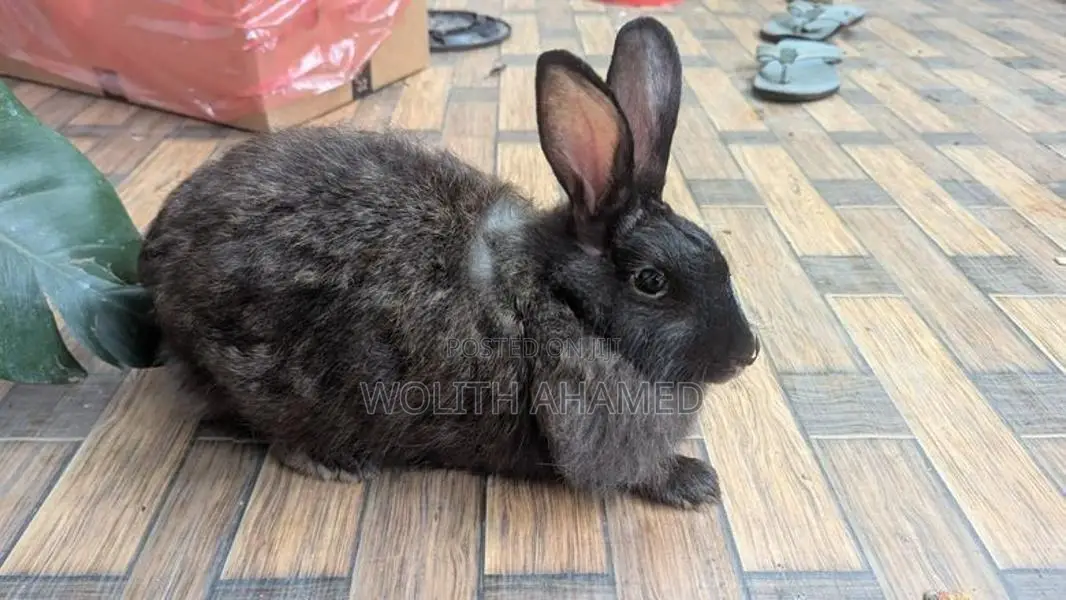Angora Rabbits