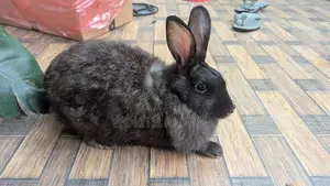 Angora Rabbits
