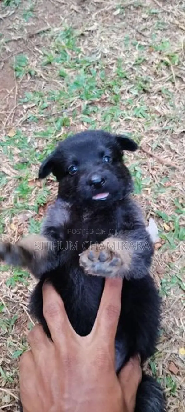 ජර්මන් ෂෙපර්ඩ් බලු පැටවුන්