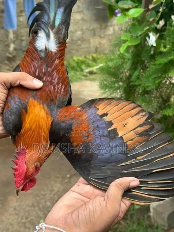Oeg bb red bantam chicken