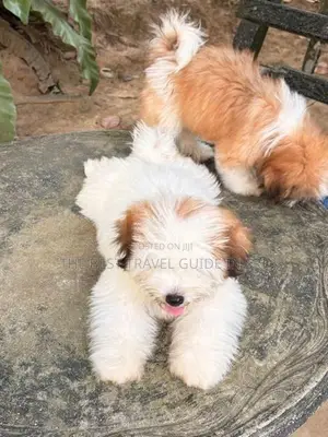 Shih Tzu Puppies
