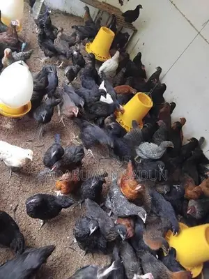 Karadhagolla Chicks