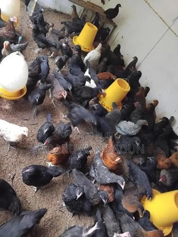 Karadhagolla Chicks