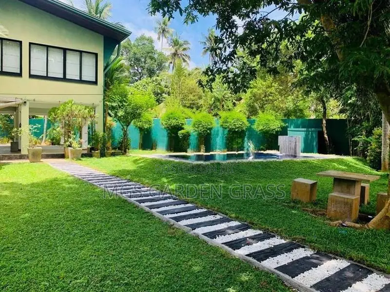 Malaysian Grass