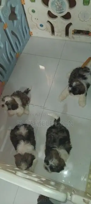 Shih Tzu Puppies