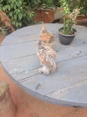 Brahma Chicks