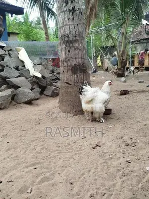 Brahma Chickens