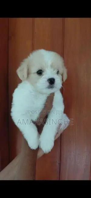 Tibetan Terrier Puppies